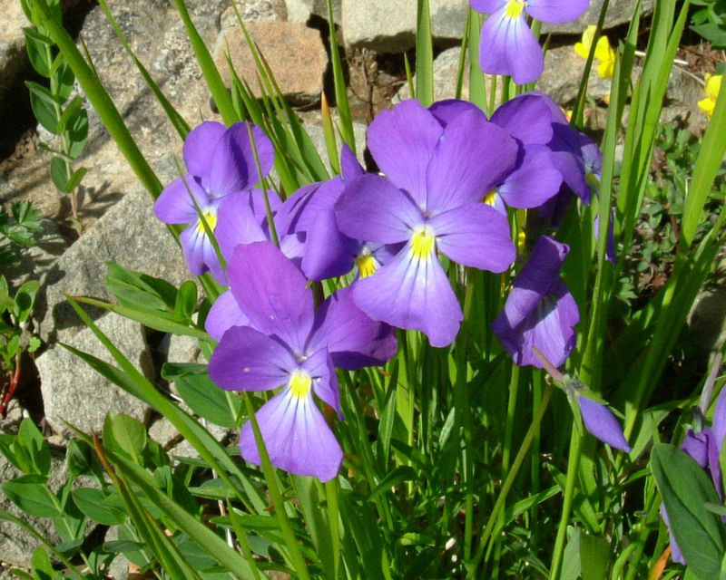 Viola calcarata